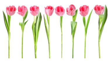 Beyazlara izole edilmiş yumuşak pembe laleler.