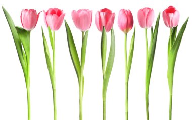 Beautiful pink tulips isolated on white, set