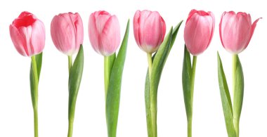 Yumuşak pembe laleler beyazda izole edilmiş, hazır.