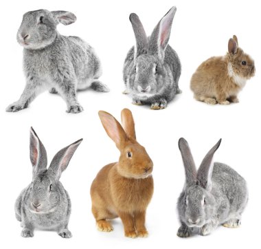 Beyaz tüylü şirin tavşanlar, kolaj.