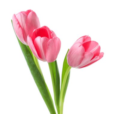 Güzel pembe laleler beyaz üzerinde izole edilmiş