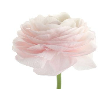 Güzel bir ranunculus çiçeği beyaza izole edilmiş.