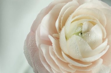 Işık arka planında su damlaları olan güzel ranunculus çiçeği, yakın plan.