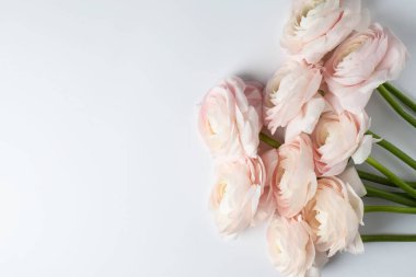 Beyaz arka planda güzel ranunculus çiçekleri, düz yatış. Metin için boşluk