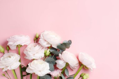 Pembe arka planda güzel ranunculus çiçekleri ve okaliptüs. Metin için boşluk