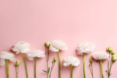 Pembe arka planda güzel ranunculus çiçekleri, düz yatış. Metin için boşluk