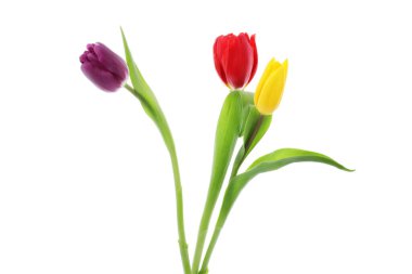 Güzel renkli lale çiçekleri beyaz renkte izole edilmiş