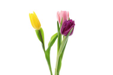 Güzel renkli lale çiçekleri beyaz renkte izole edilmiş