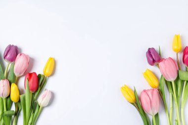 Beyaz arka planda güzel renkli lale çiçekleri, düz bir zemin. Metin için boşluk