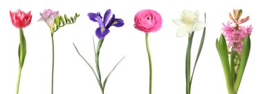 Çiçek açan bahar çiçekleri beyazlar üzerinde izole edilmiş.