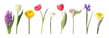 Parlak bahar çiçekleri beyaz renkte izole edilmiş.