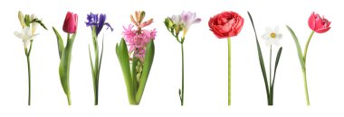 Güzel açan ilkbahar çiçekleri beyazlar üzerinde izole edilmiş.