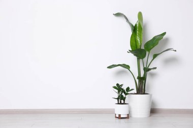 Işık duvarının yanındaki yerde çok güzel saksılar var. Metin için boşluk