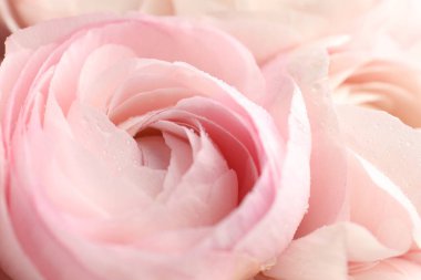 Arka plan olarak güzel ranunculus çiçekleri, yakın plan görünümü