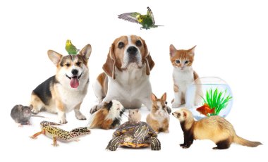 Beyaz arka planda sevimli hayvanlar. Papağanlar, köpekler, kediler ve diğer hayvanlar