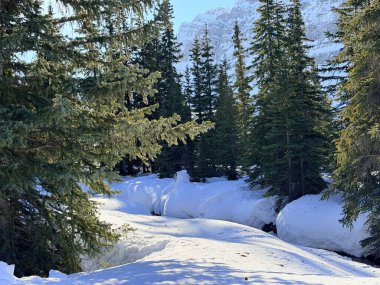 Kış günü dağlarda güzel bir orman