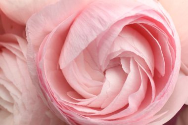 Arka plan olarak güzel ranunculus çiçekleri, yakın plan görünümü