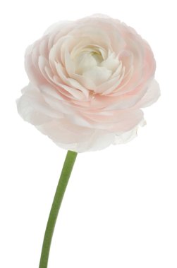 Güzel bir ranunculus çiçeği beyaza izole edilmiş.