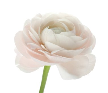 Güzel bir ranunculus çiçeği beyaza izole edilmiş.
