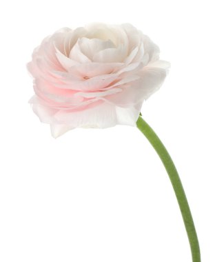 Güzel bir ranunculus çiçeği beyaza izole edilmiş.