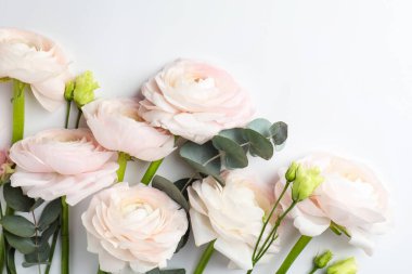 Beyaz arka planda güzel ranunculus çiçekleri ve okaliptüs, düz bir zemin. Metin için boşluk