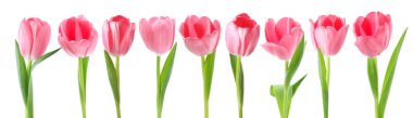 Beautiful pink tulips isolated on white, set