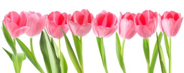 Pembe laleler, hazır. Birçok ilkbahar çiçeği beyazda izole olur