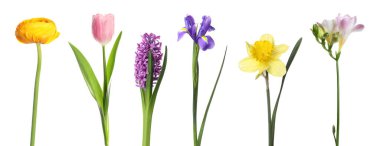 Parlak bahar çiçekleri beyaz renkte izole edilmiş.