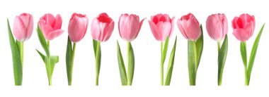 Beyaz üzerine izole edilmiş pembe laleler. Bahar çiçekleri koleksiyonu