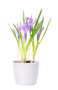 Beyaz tencerede izole edilmiş güzel mor çiçek.