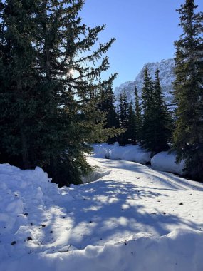 Kış günü dağlarda güzel bir orman