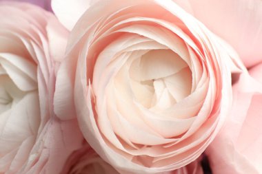 Arka plan olarak güzel ranunculus çiçekleri, yakın plan görünümü