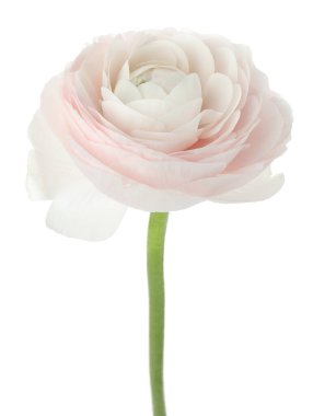 Güzel bir ranunculus çiçeği beyaza izole edilmiş.