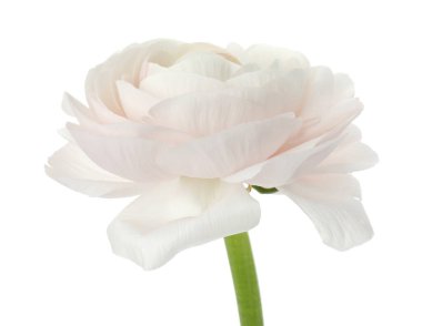 Güzel bir ranunculus çiçeği beyaza izole edilmiş.
