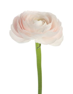 Güzel bir ranunculus çiçeği beyaza izole edilmiş.