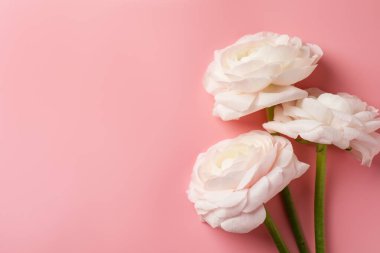 Pembe arka planda güzel ranunculus çiçekleri, üst manzara. Metin için boşluk