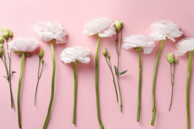 Pembe arka planda güzel ranunculus çiçekleri, düz uzanmış