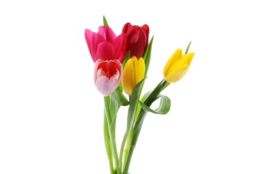 Güzel renkli lale çiçekleri beyaz renkte izole edilmiş