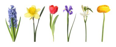 Çiçek açan bahar çiçekleri beyazlar üzerinde izole edilmiş.