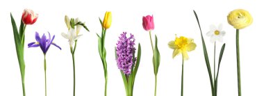 Bir demet güzel bahar çiçeği beyazda izole edilmiş.