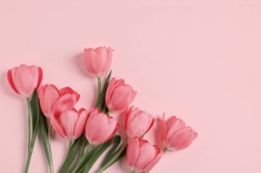 Pembe arka planda güzel laleler, üst manzara. Metin için boşluk