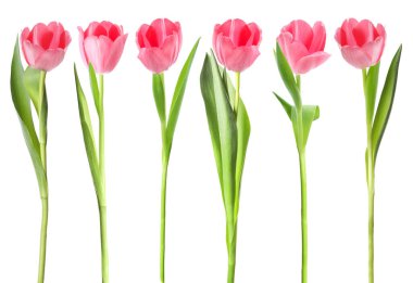 Beautiful pink tulips isolated on white, set