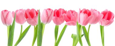 Pembe laleler. Beyazlara ayrılmış bahar çiçekleri.