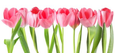 Pembe laleler. Beyazlara ayrılmış bahar çiçekleri.