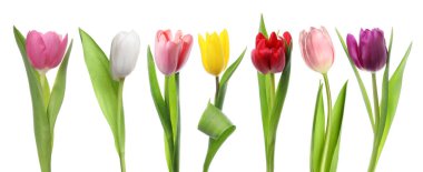 Beyazlar üzerinde izole edilmiş renkli laleler. Bahar çiçekleri