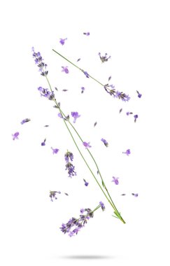 Beyaz arka plana düşen güzel lavanta çiçekleri. Bahar mevsimi