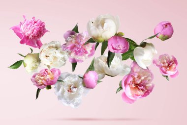 Pembe arka plana düşen güzel şakayıklar. Bahar çiçekleri