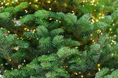 Neşeli ışıkları olan güzel Noel ağacı, yakın plan.