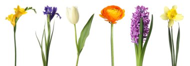 Çiçek açan bahar çiçekleri beyazlar üzerinde izole edilmiş.