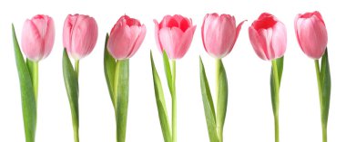 Beyaz üzerine izole edilmiş pembe laleler. Bahar çiçekleri koleksiyonu